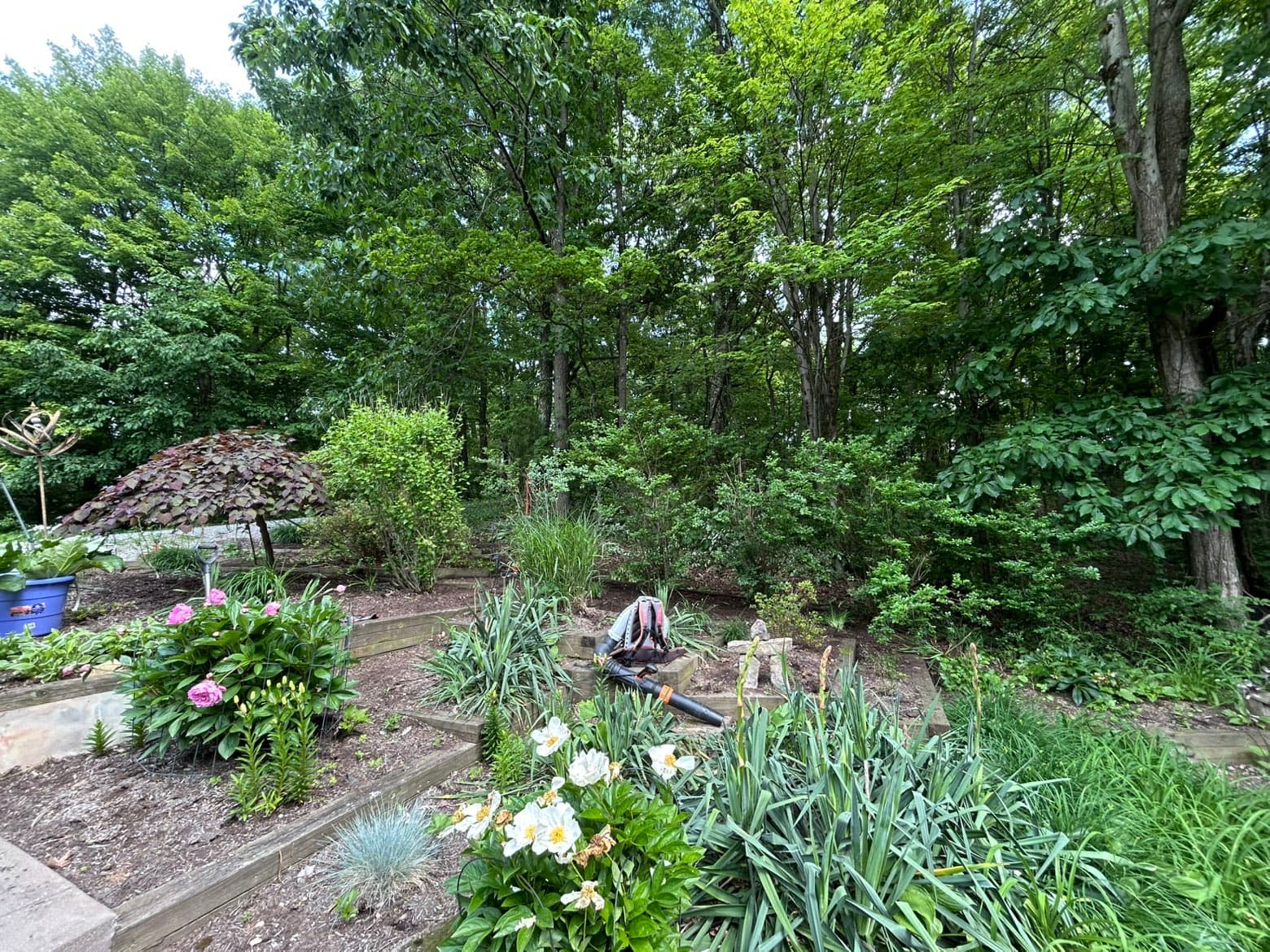 Flower bed cleanup before, first area, Farsight Management, Dover, OH