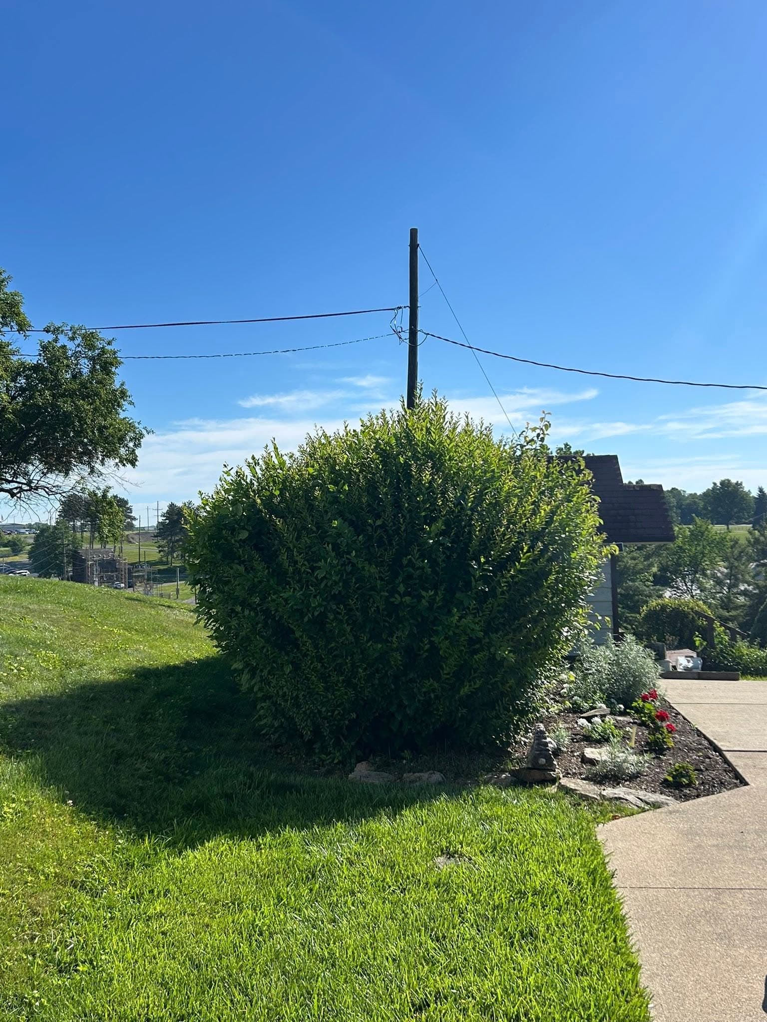 Overgrown hedgeline before trimming, view from the end, private residence, Sugarcreek, OH
